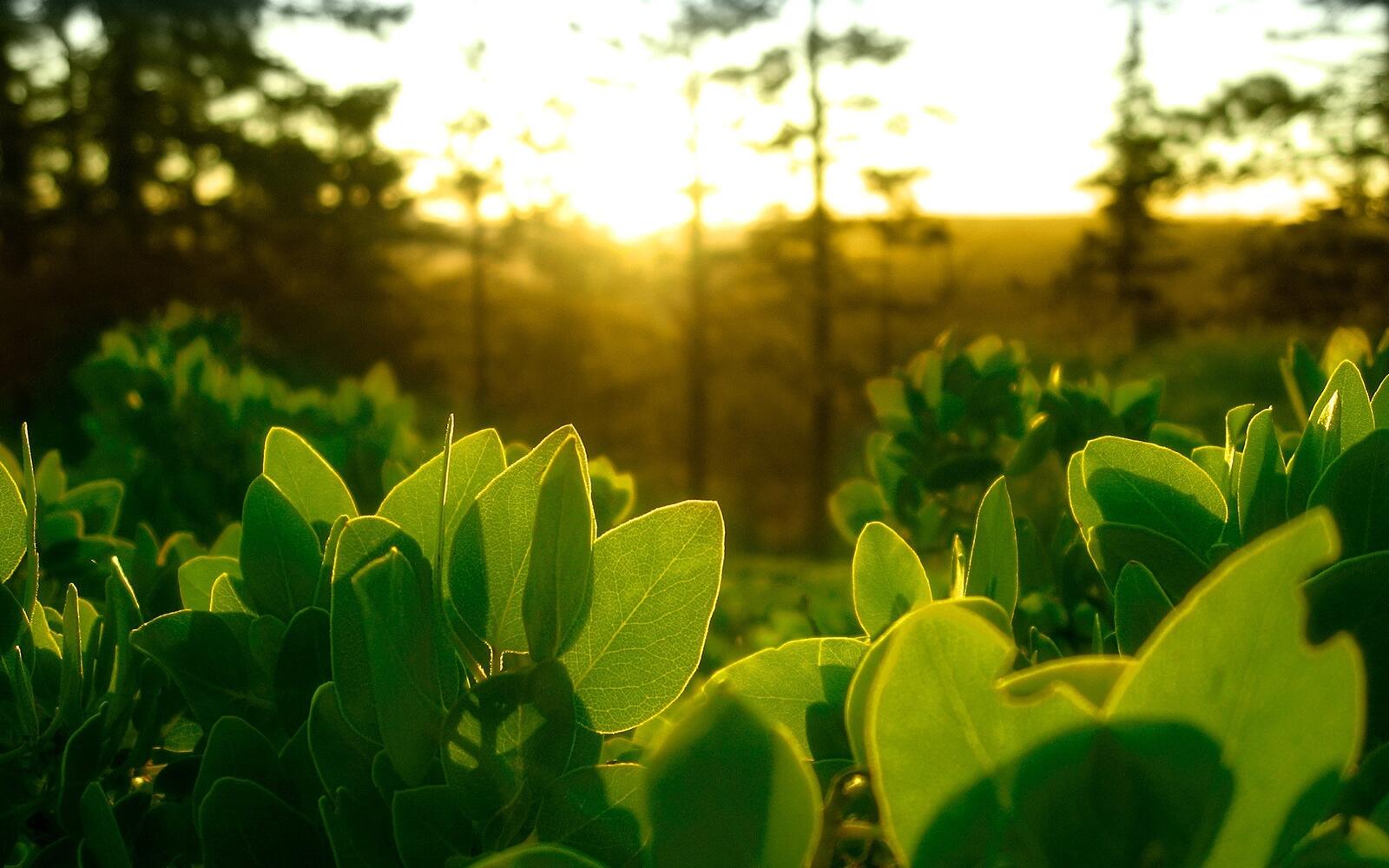 Бесплатное фото Зеленые листики на фоне солнца