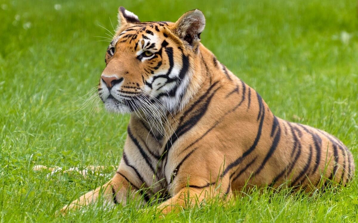 Тигр лежит на зеленой траве