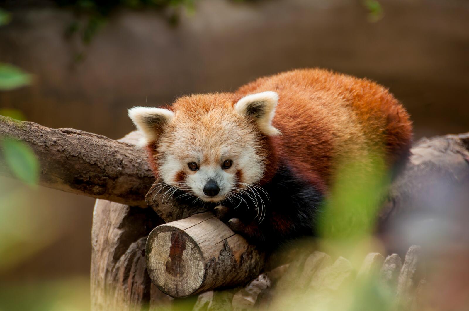 Free photo Red panda resting on a large tree branch