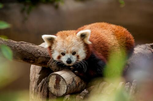 Красная панда отдыхает на большой ветке дерева