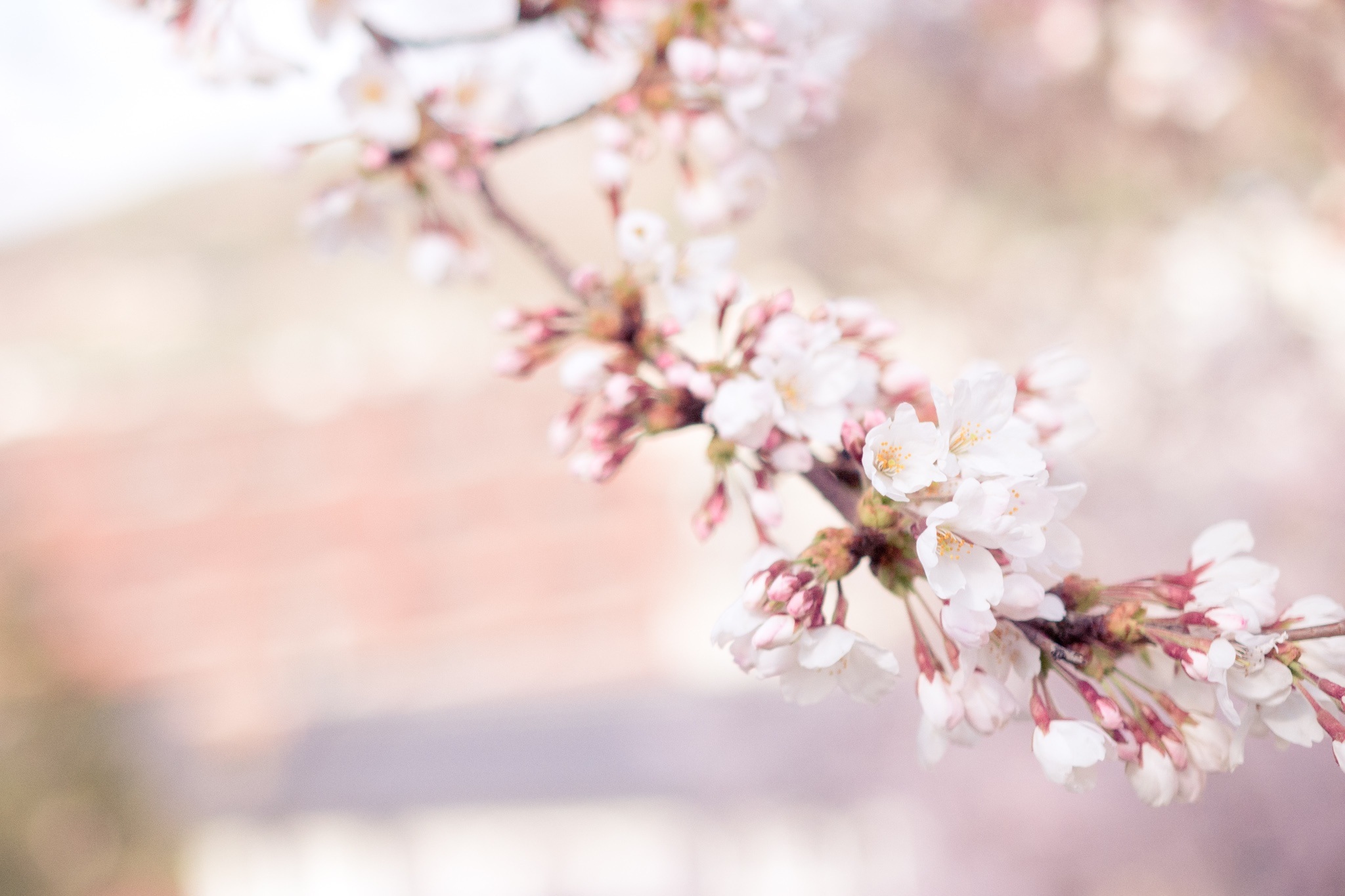 Free photo A beautiful cherry blossom branch