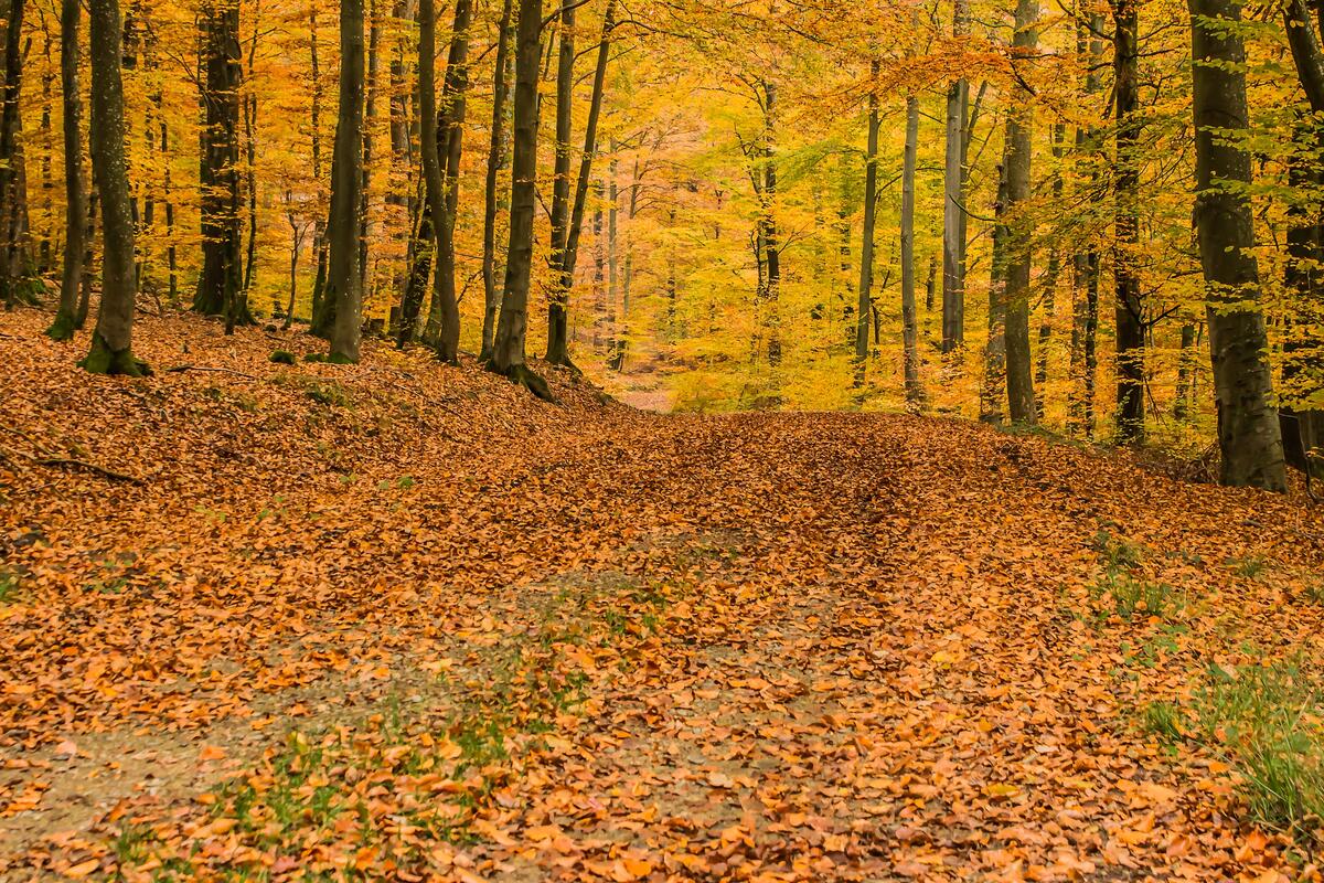 Осенний лес желтого цвета с опавшими листьями