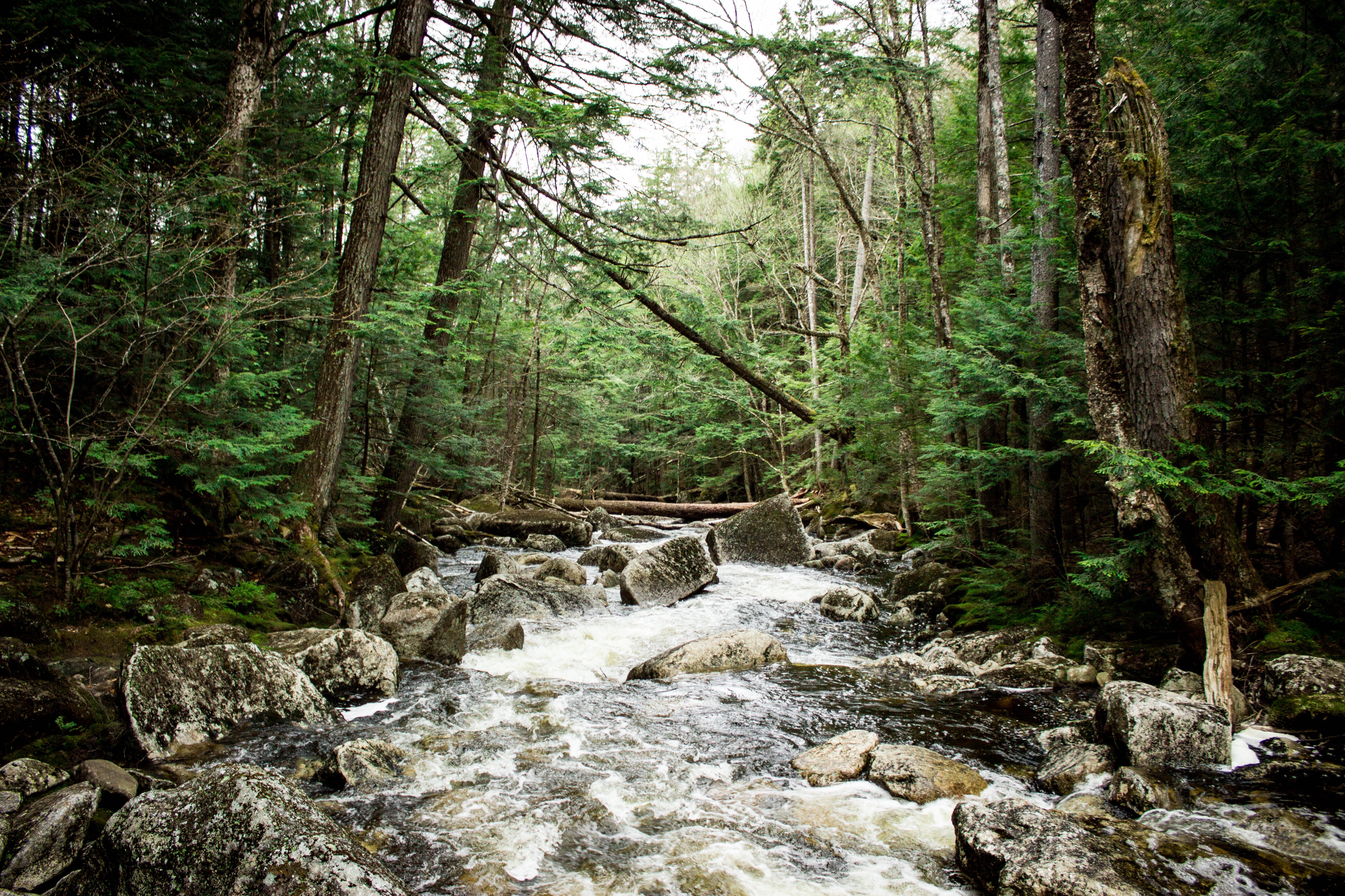A fast-flowing river in the woods with big rocks