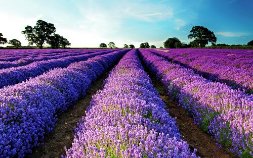 Unusual field with purple flowers