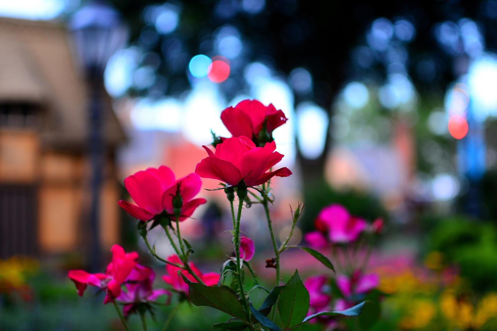 Бесплатное фото Розовые полевые цветы