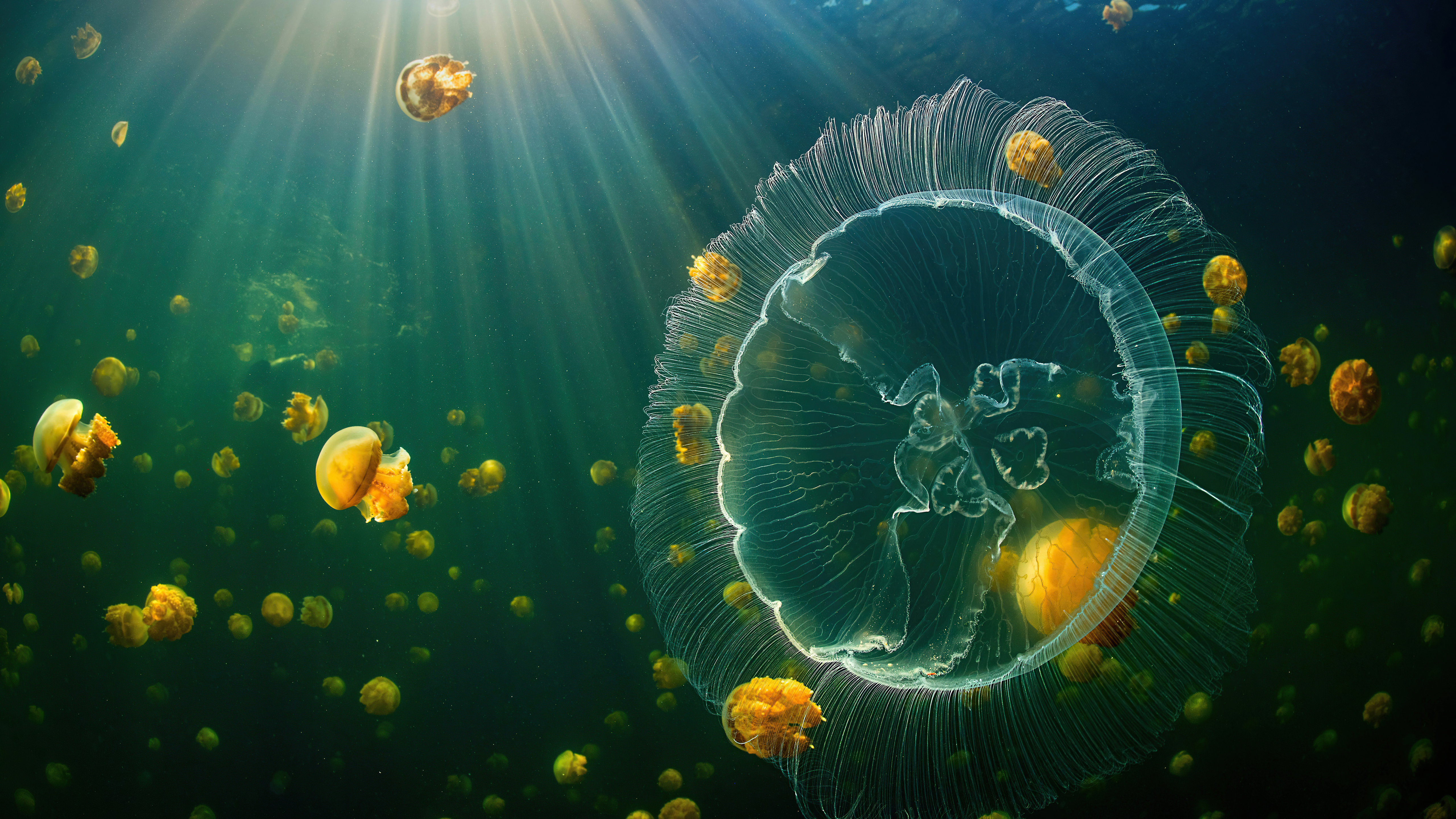 Photo free jellyfish, artwork, digital art