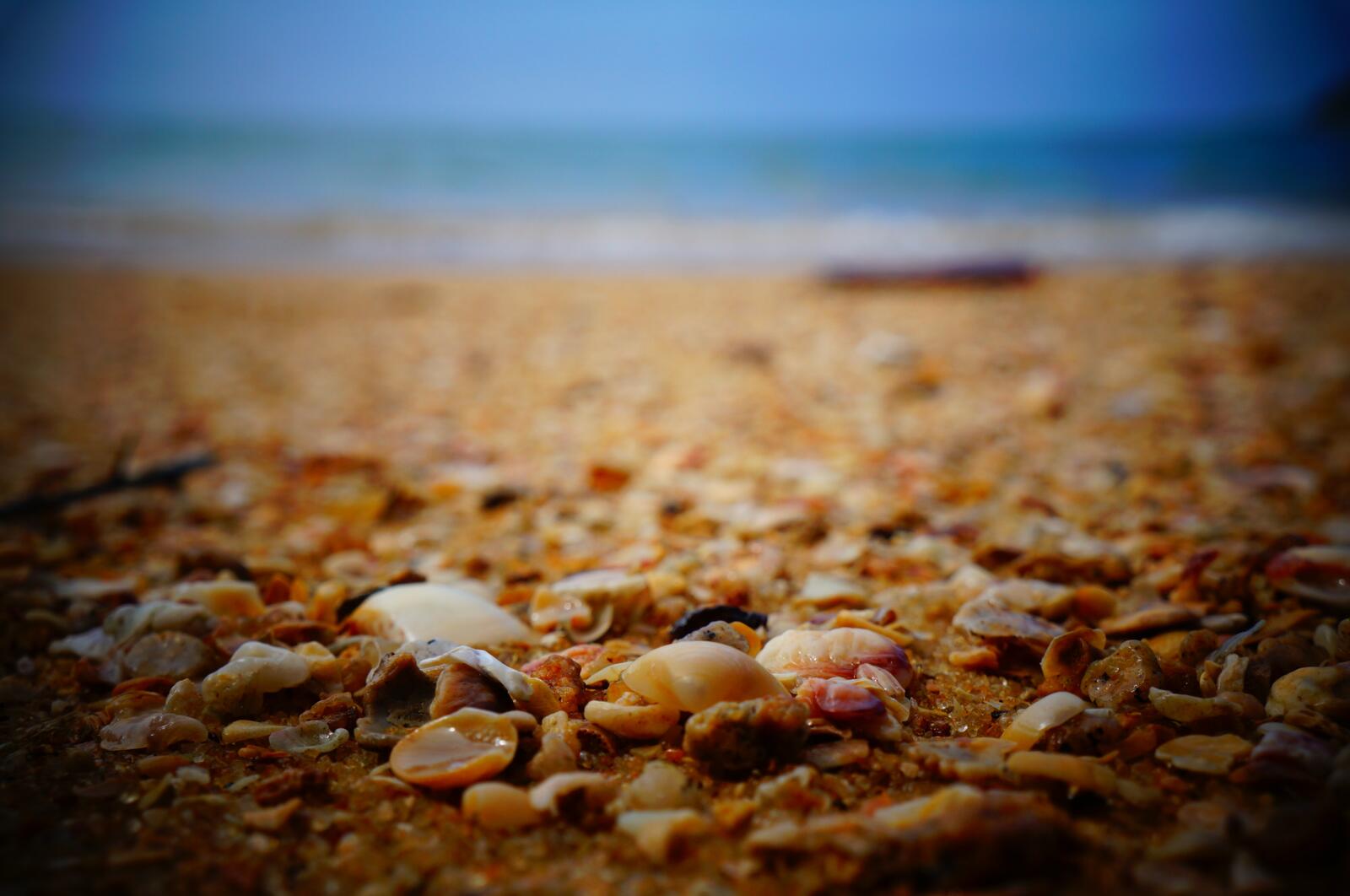 Бесплатное фото Ракушки на берегу моря