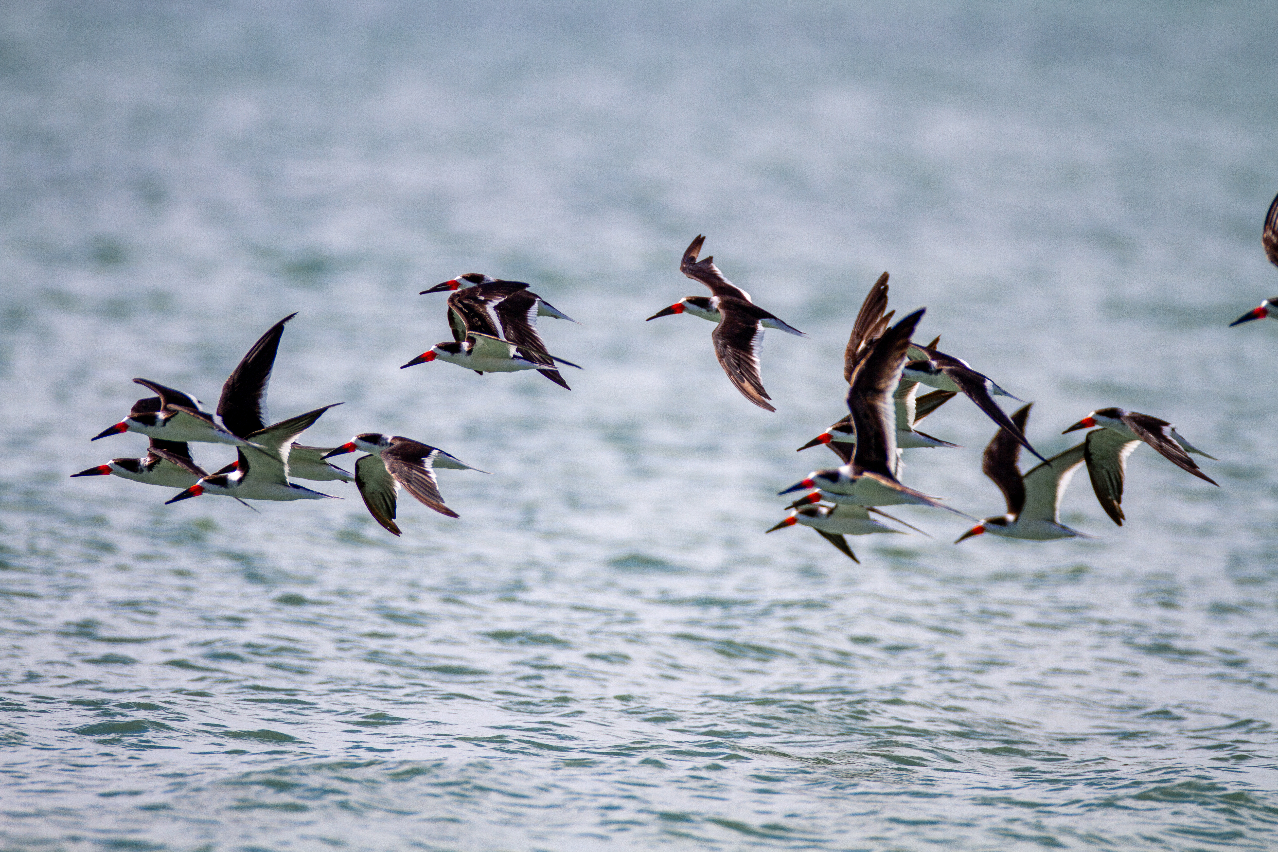 Free photo A flock of black skimmer birds flies over the water