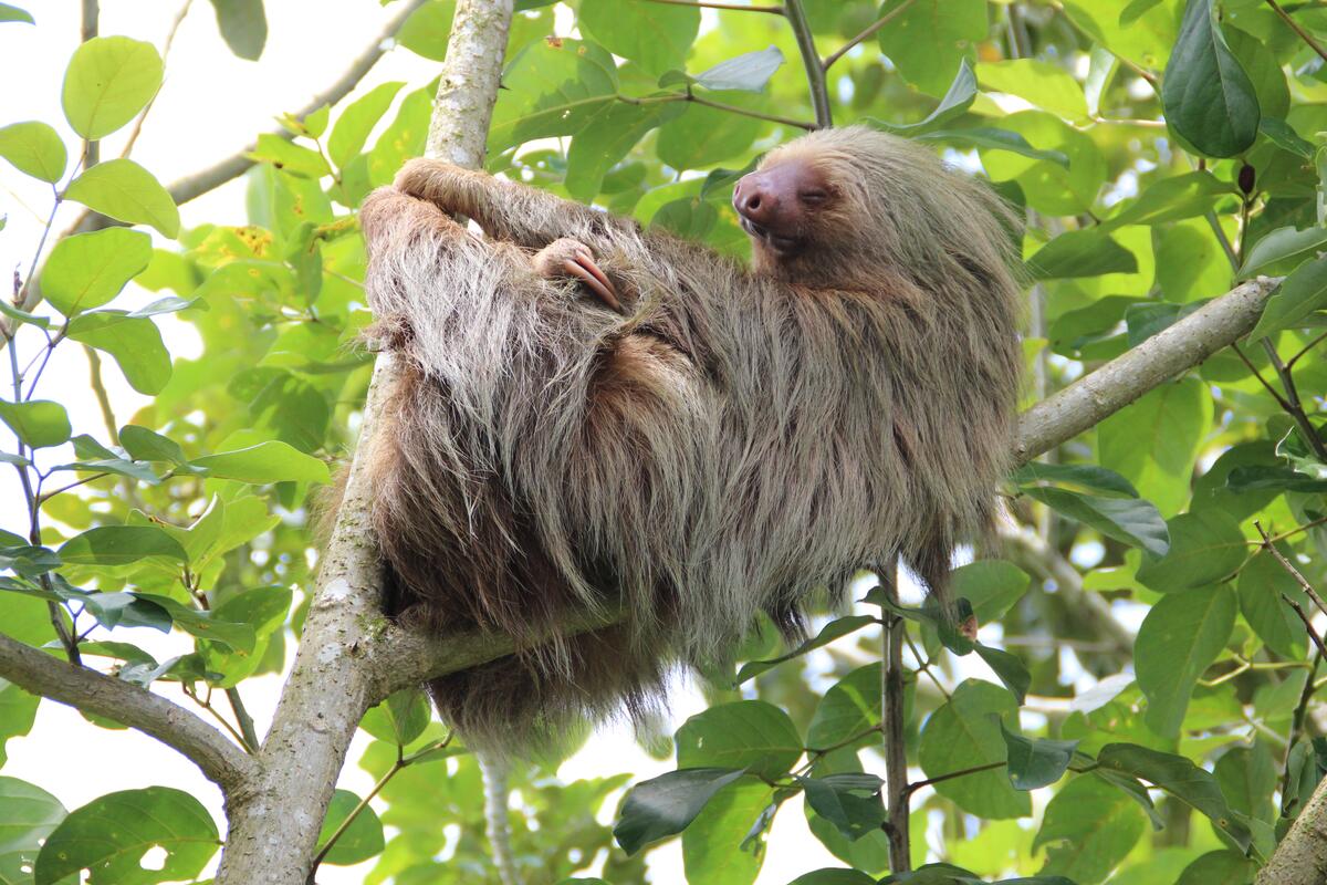 A sloth dangling from a branch