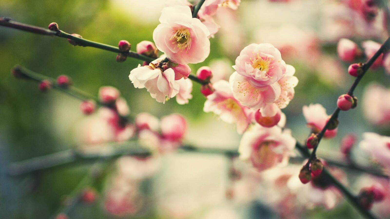 免费照片枝头盛开的粉色花朵