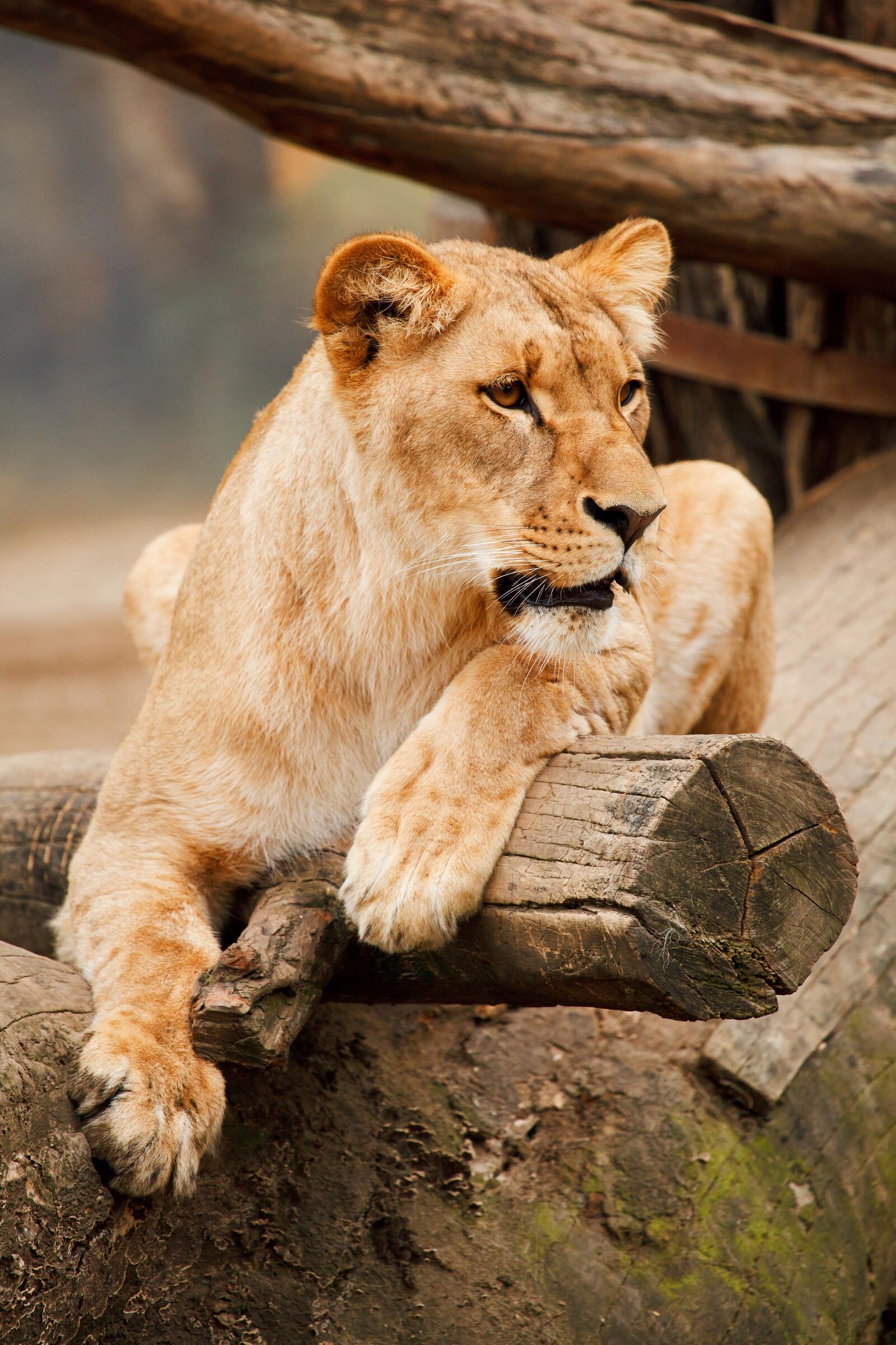 Free photo Portrait of an adult lioness