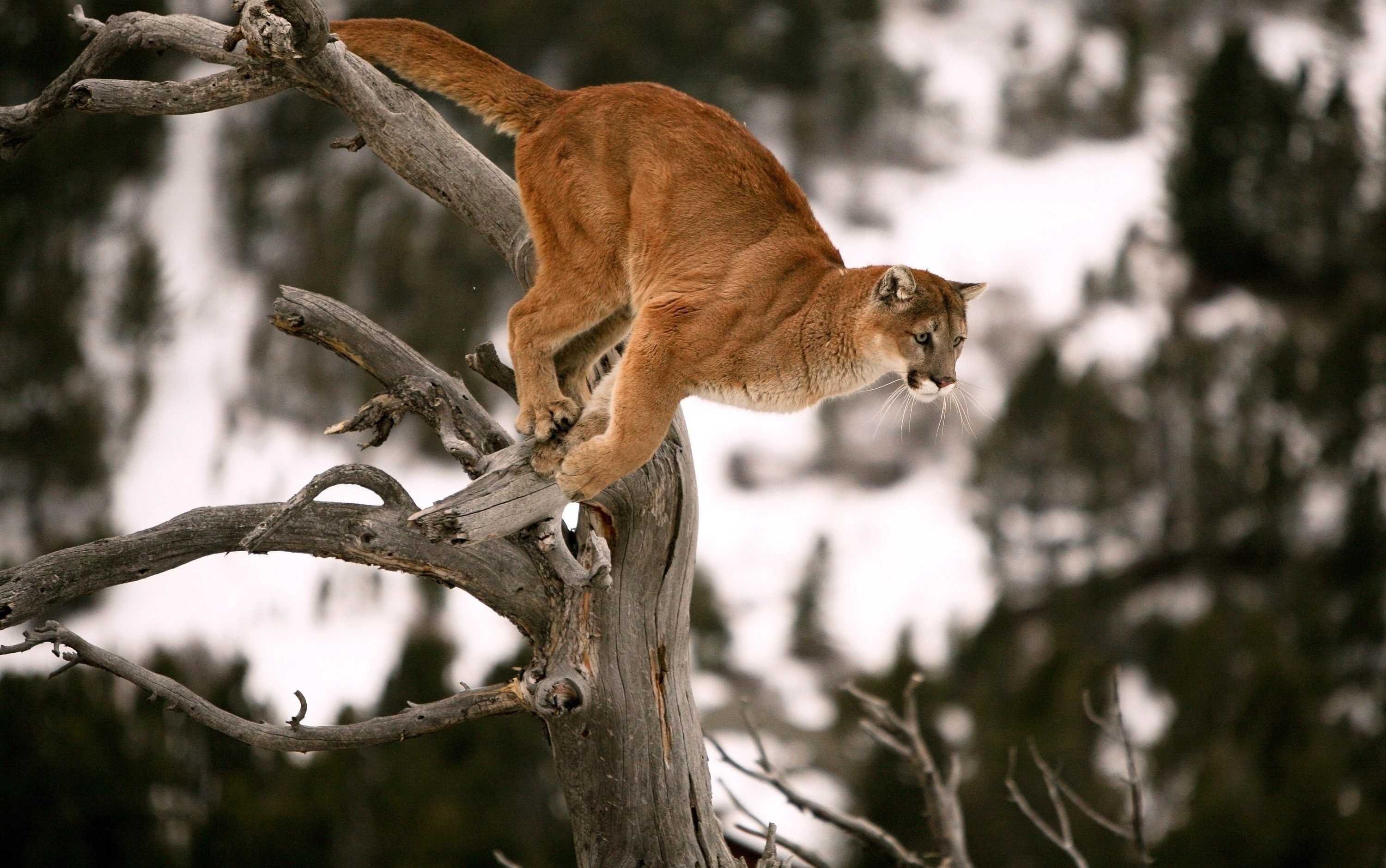 A puma jumps from a branch