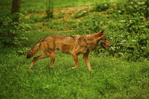A coyote wanders near a bush