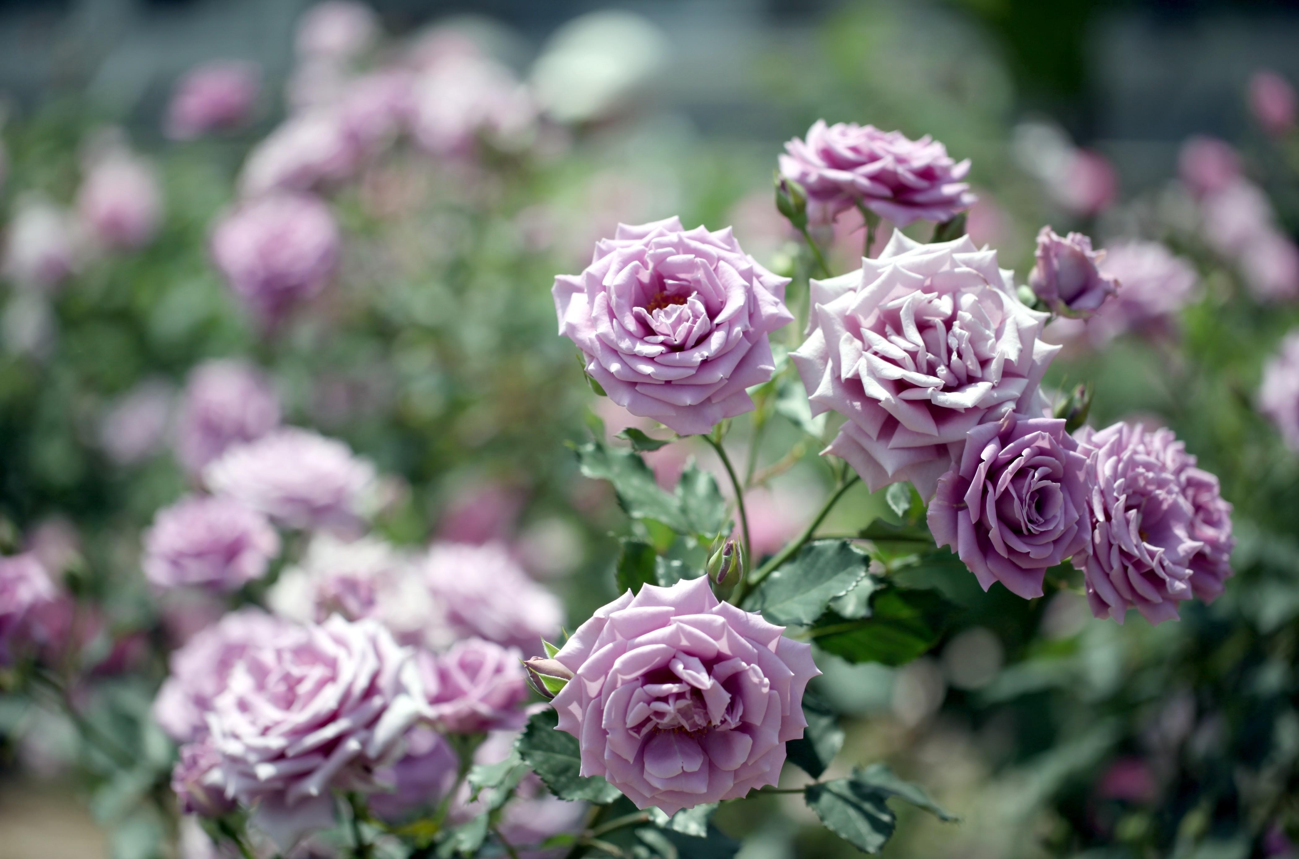 Обои обои роза фиолетовый сад на рабочий стол