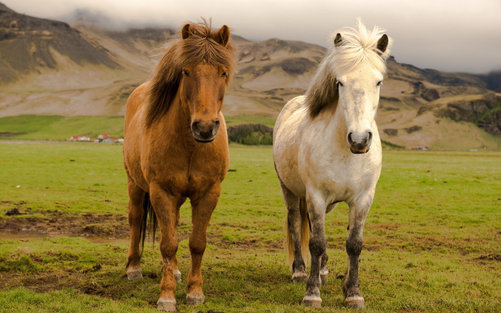 Две лошади на пастбище