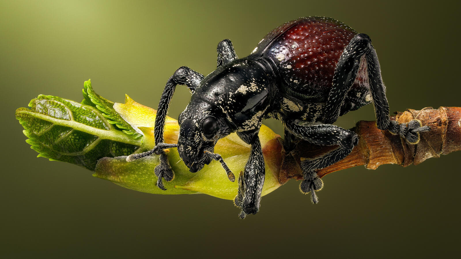 Бесплатное фото Волосатый жук на цветке крупным планом