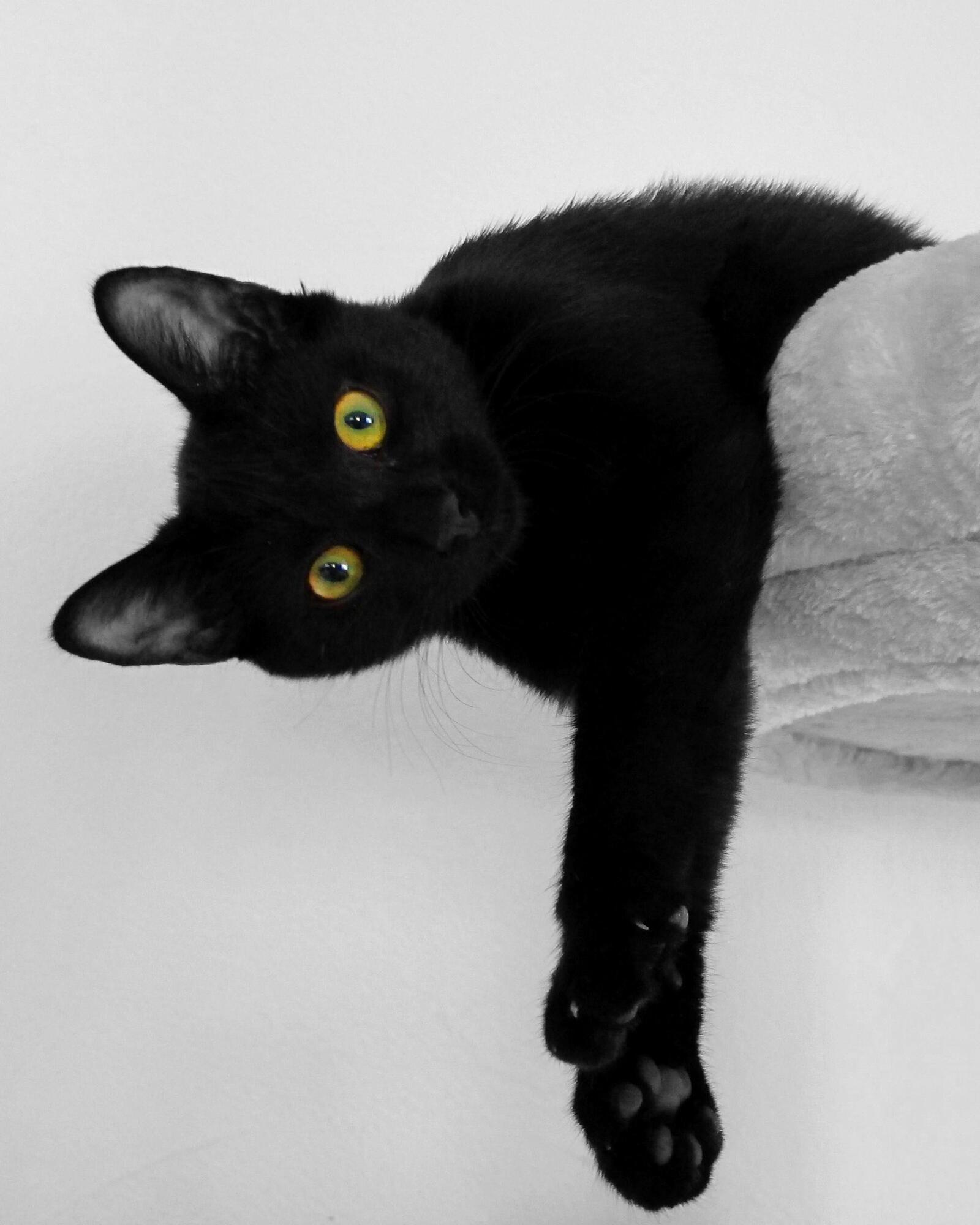 Ленивый черный кот на белом фоне