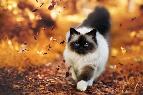 Голубоглазая сиамская кошка бежит по опавшим листьям