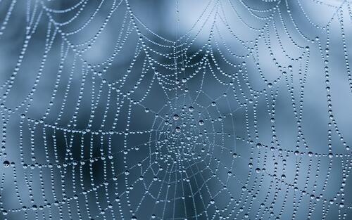 湿漉漉的蜘蛛网