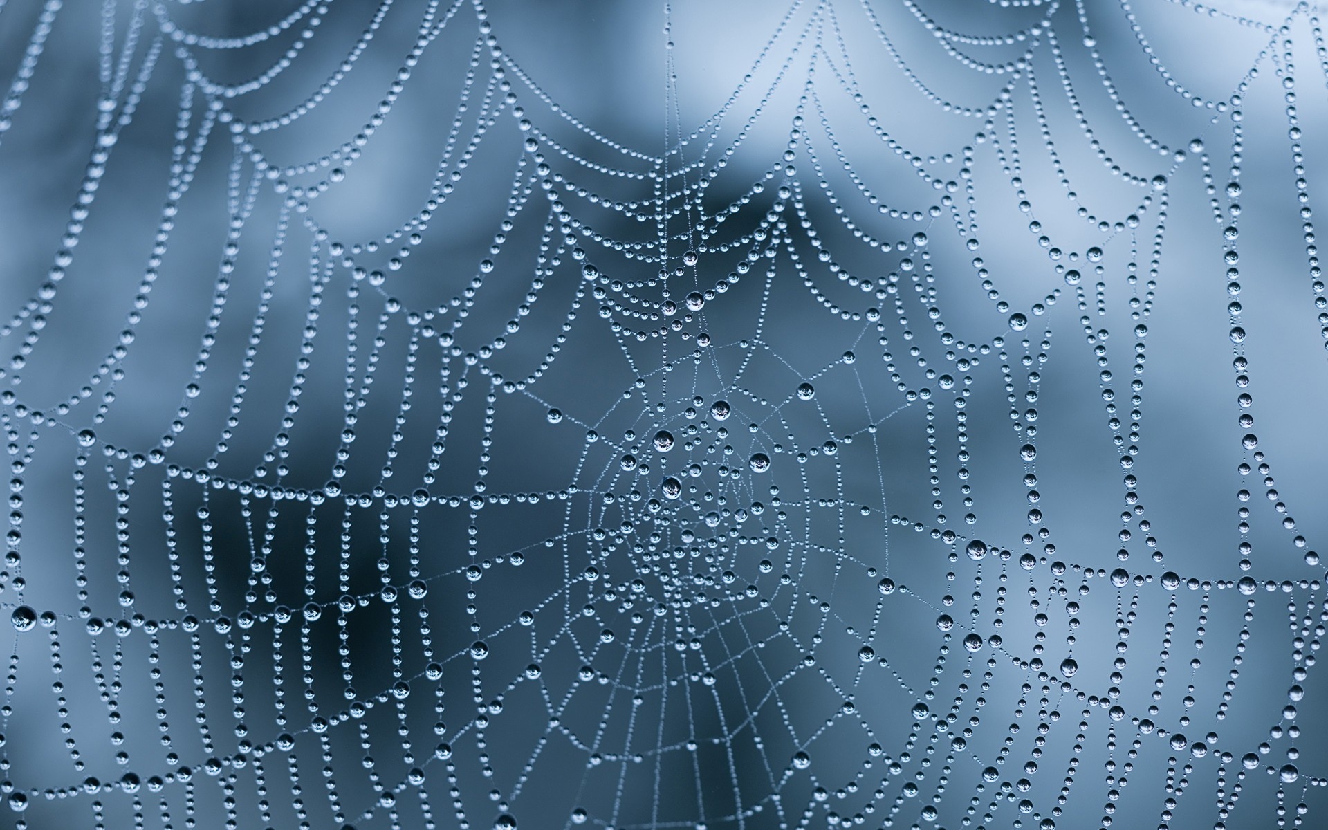 免费照片湿漉漉的蜘蛛网