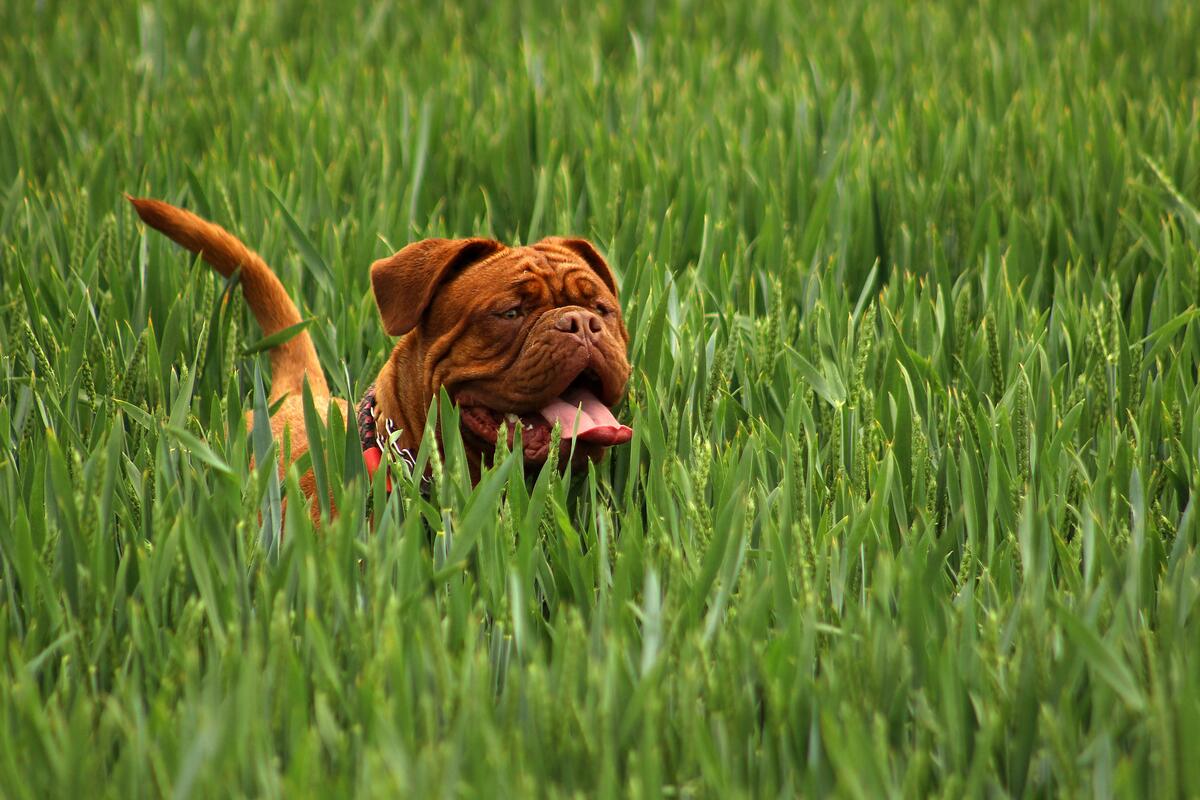 A mastiff running through green grass