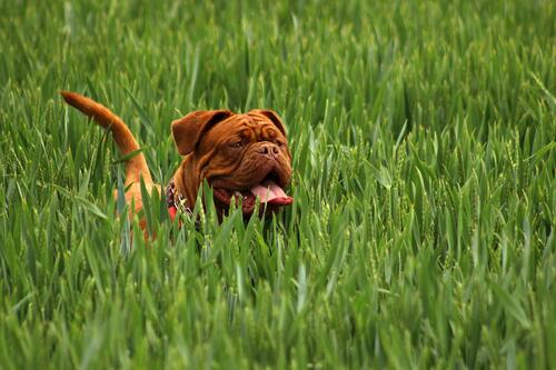 Мастиф бегает по зеленой траве