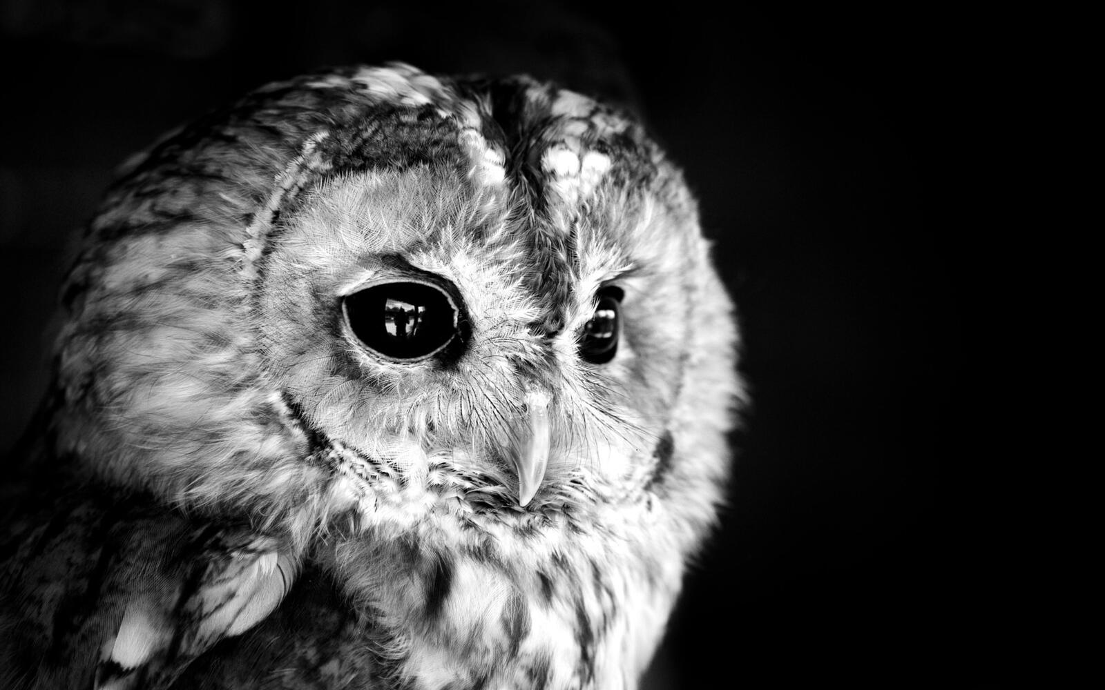 Free photo An owl on a monochrome photo