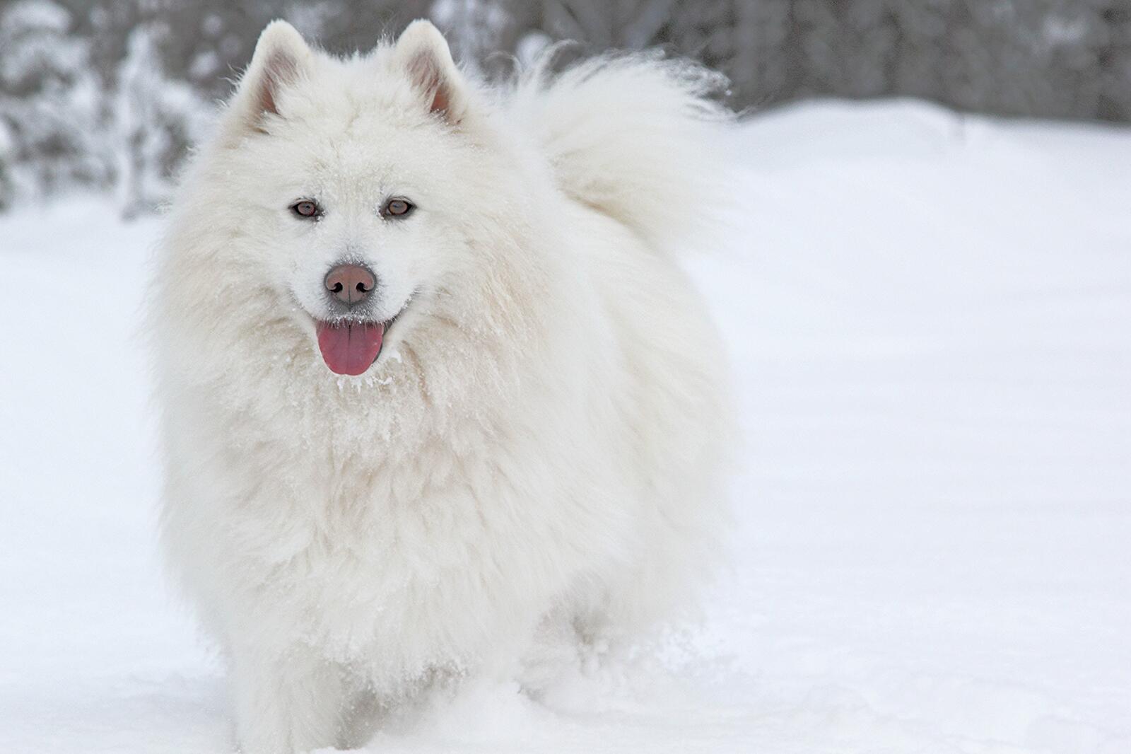 Белая пушистая собака бежит по снегу