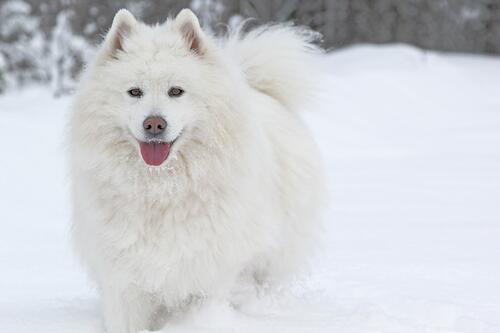 A white fluffy dog running through the snow