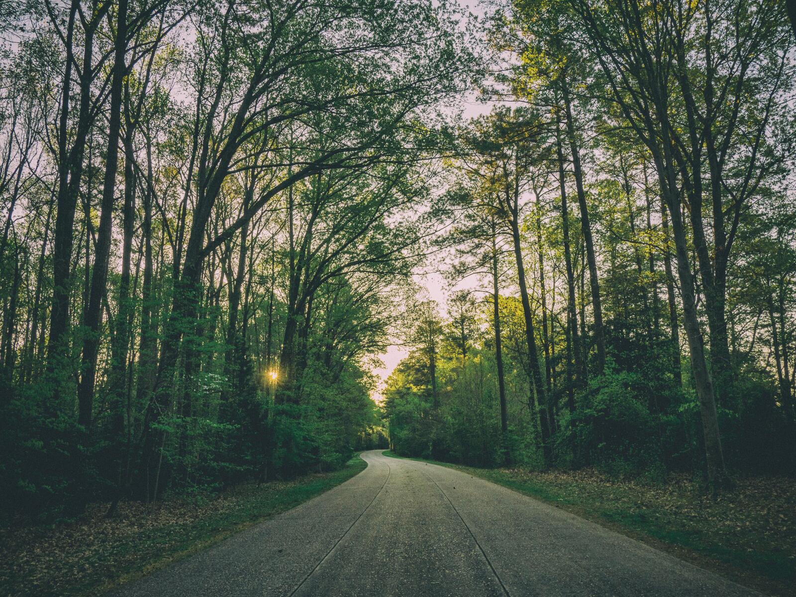 Free photo Gravel road through a summer forest