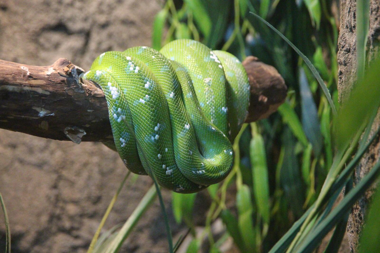 Бесплатное фото Обои зеленой змеей спящей на ветке дерева