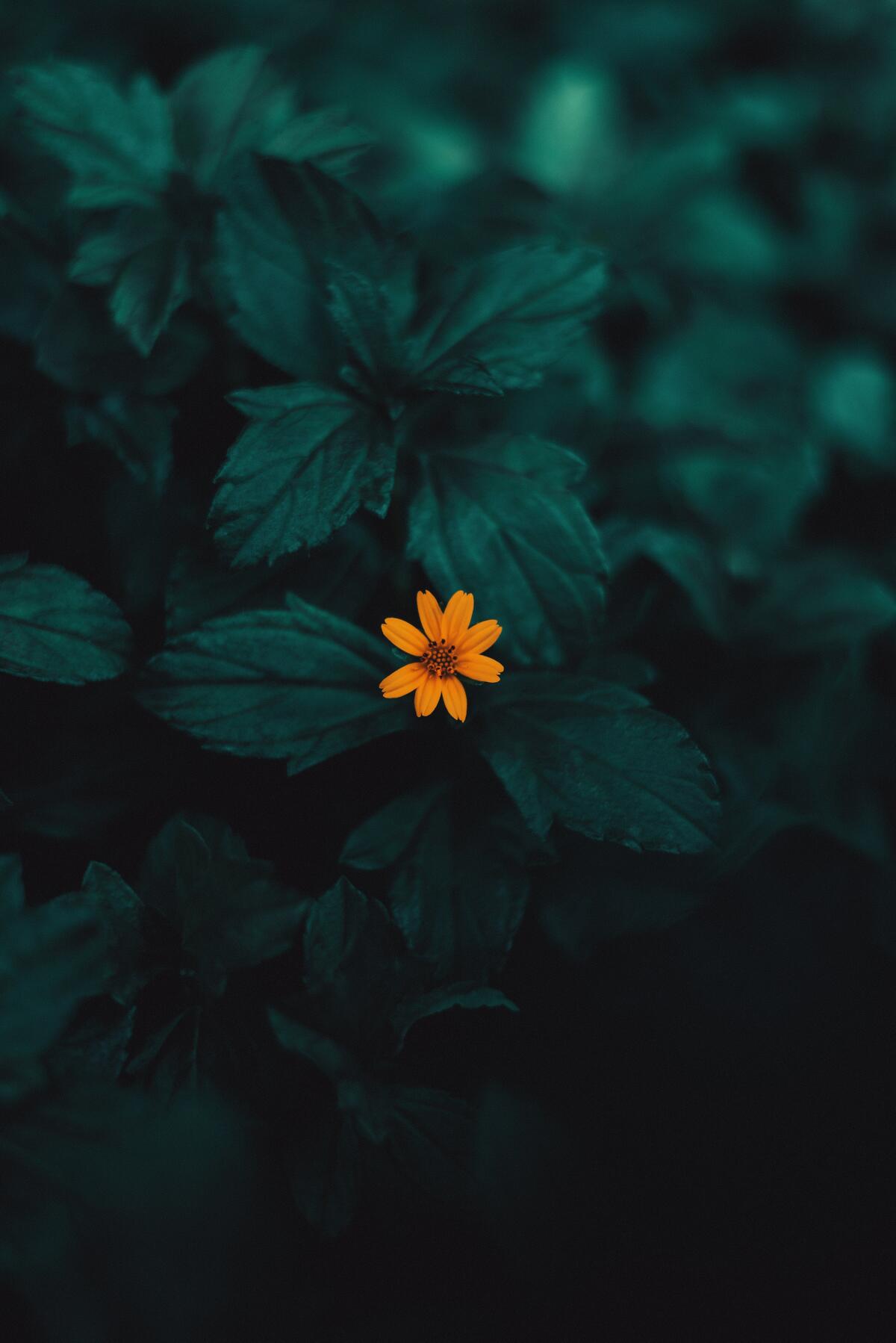A single yellow flower on a green background