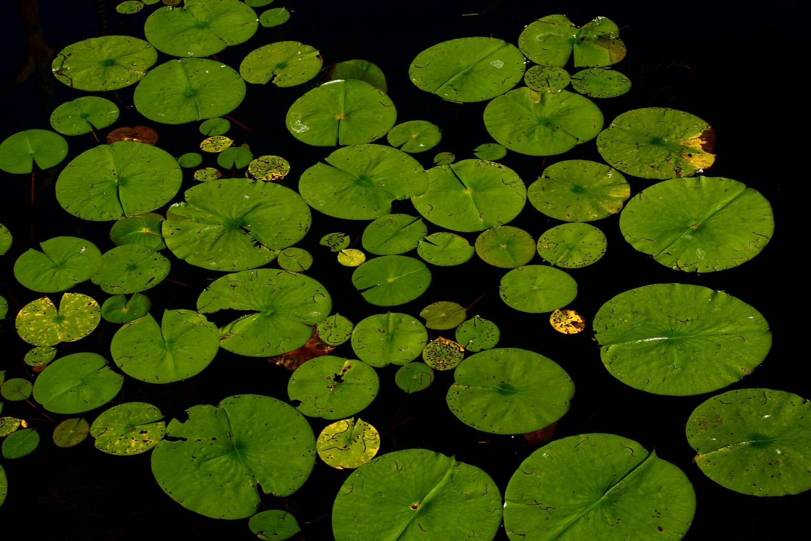 Free photo Green lily lilies on the water surface