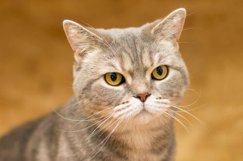 Серый кот с красивыми жёлтыми глазами