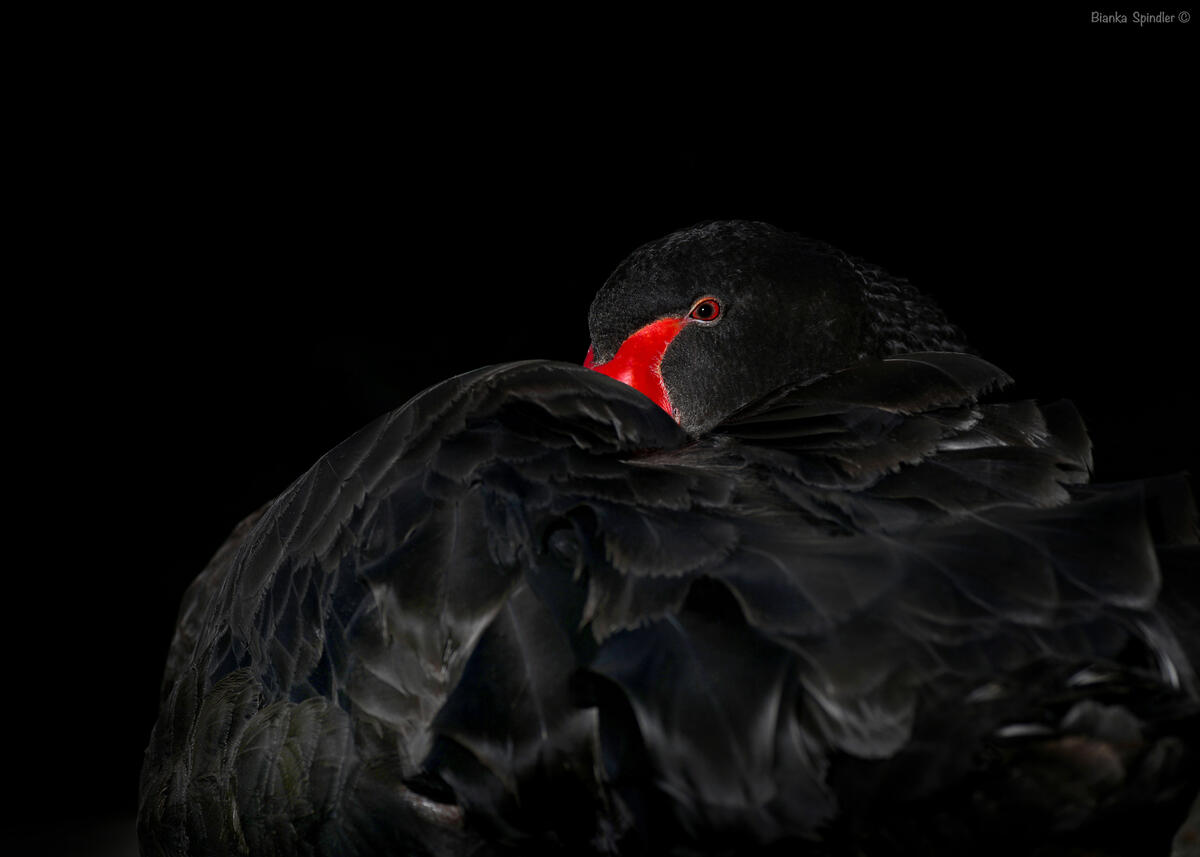 A black swan with a red beak.