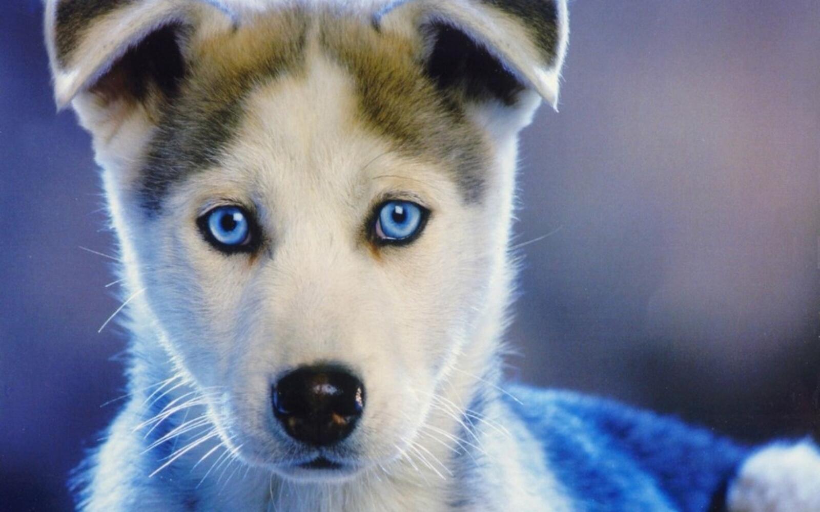 Wallpapers husky puppy blue eyed on the desktop
