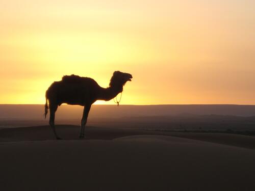 The silhouette of a camel against the background of the sunset