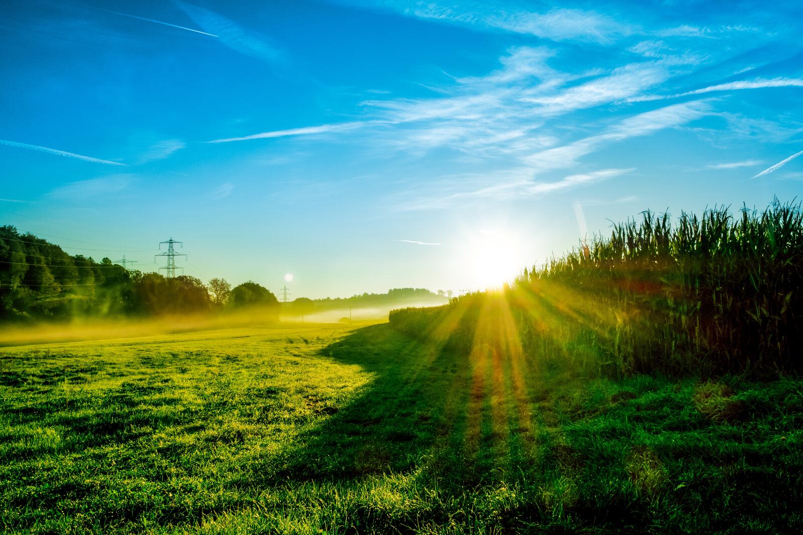 Бесплатное фото Солнечная летняя полянка