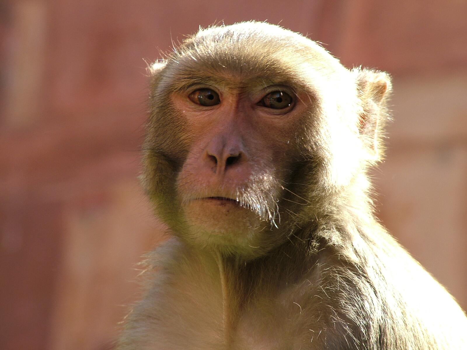 Free photo A portrait of a monkey