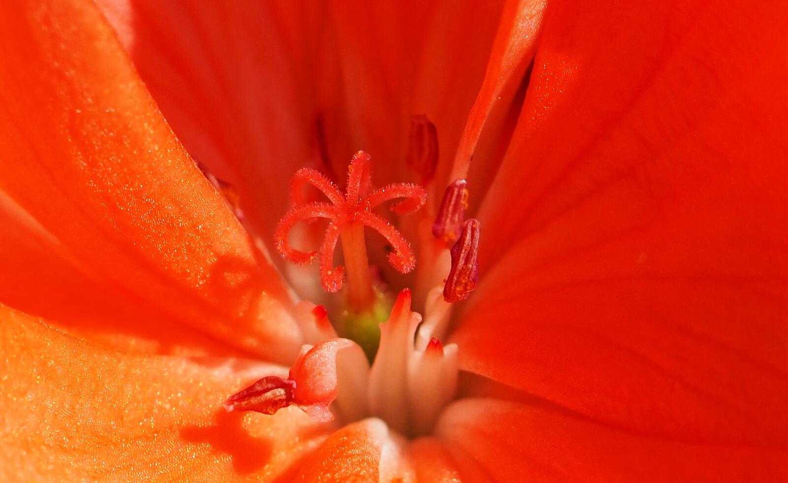 Free photo The core of a red flower