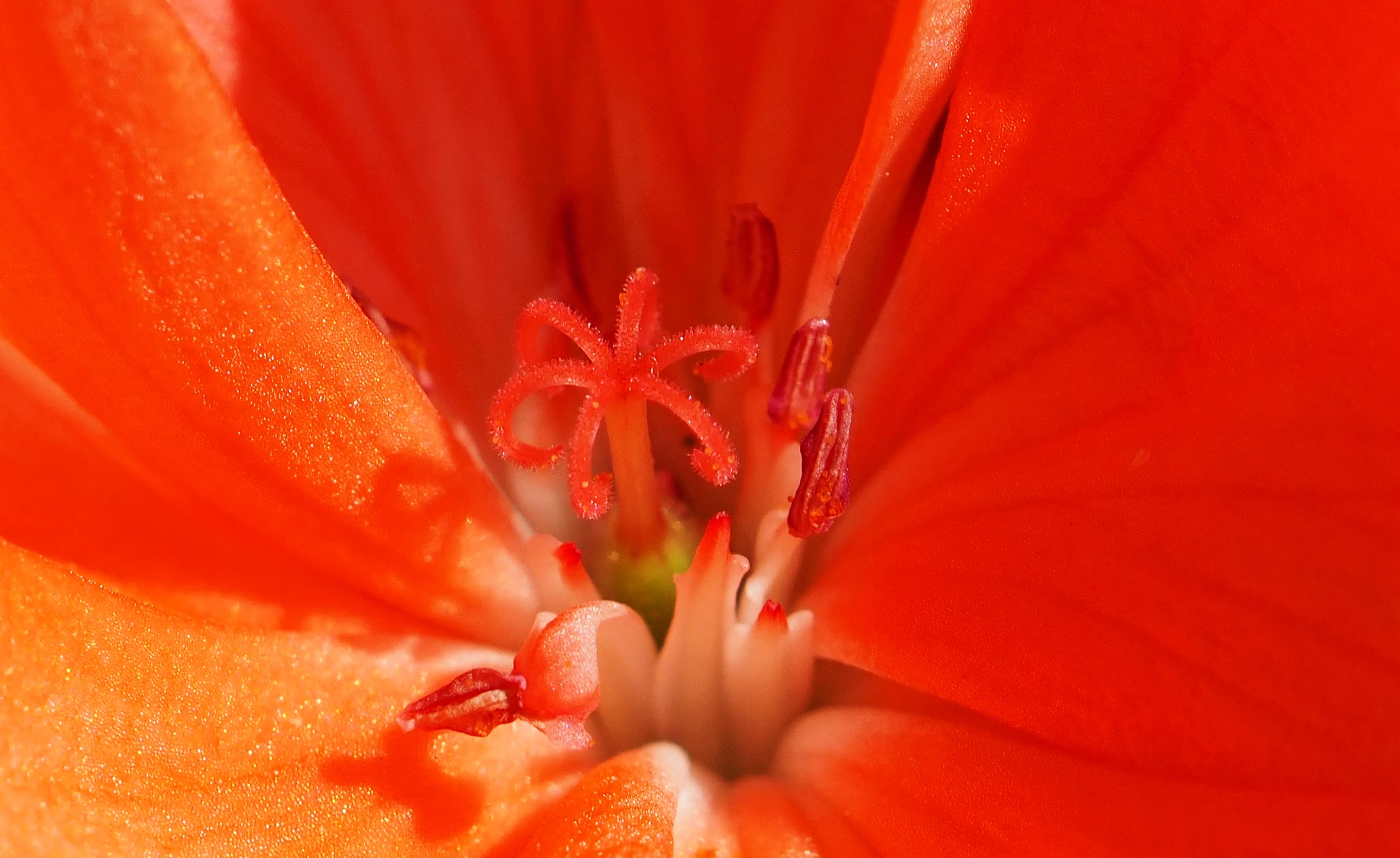 免费照片一朵红花的花芯