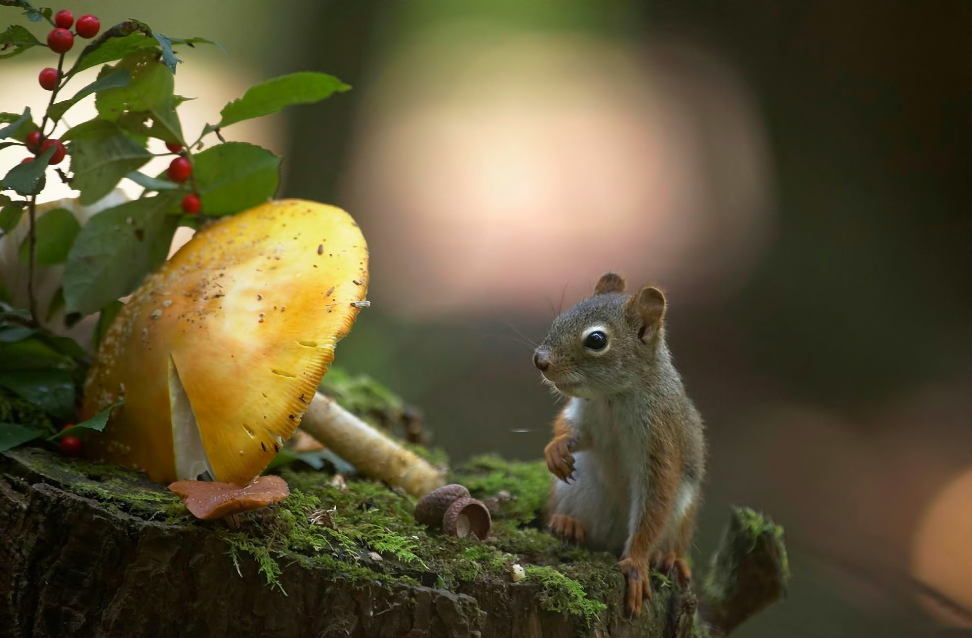 A squirrel ate a nut