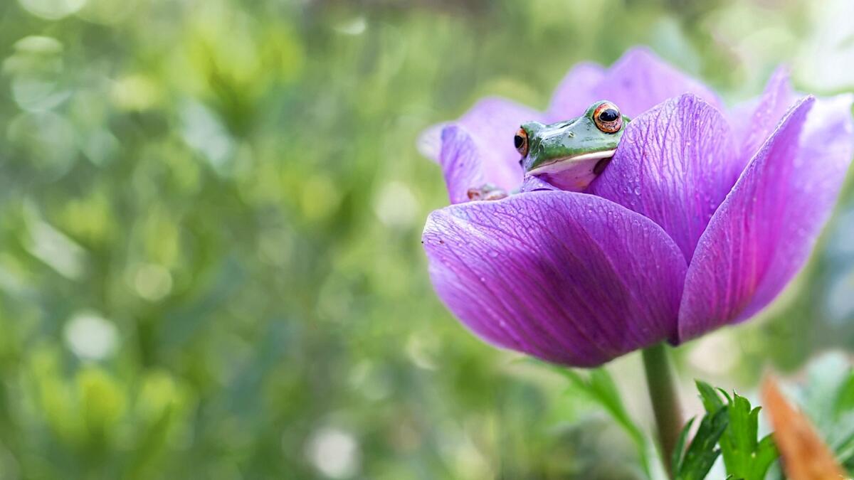Зеленая лягушка сидит в фиолетовом цветке