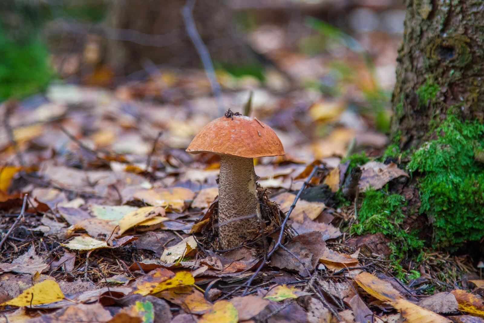 Free photo A lonely mushroom among the fallen leaves