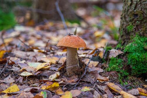 Одинокий гриб среди опавших листьев
