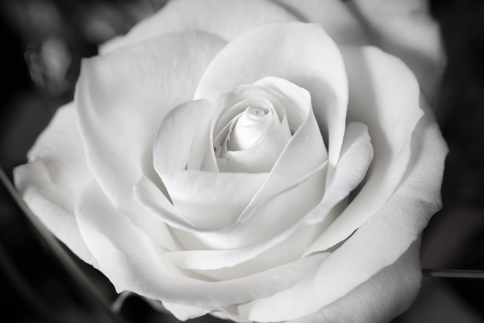 Бесплатное фото Бутон белой розы крупным планом