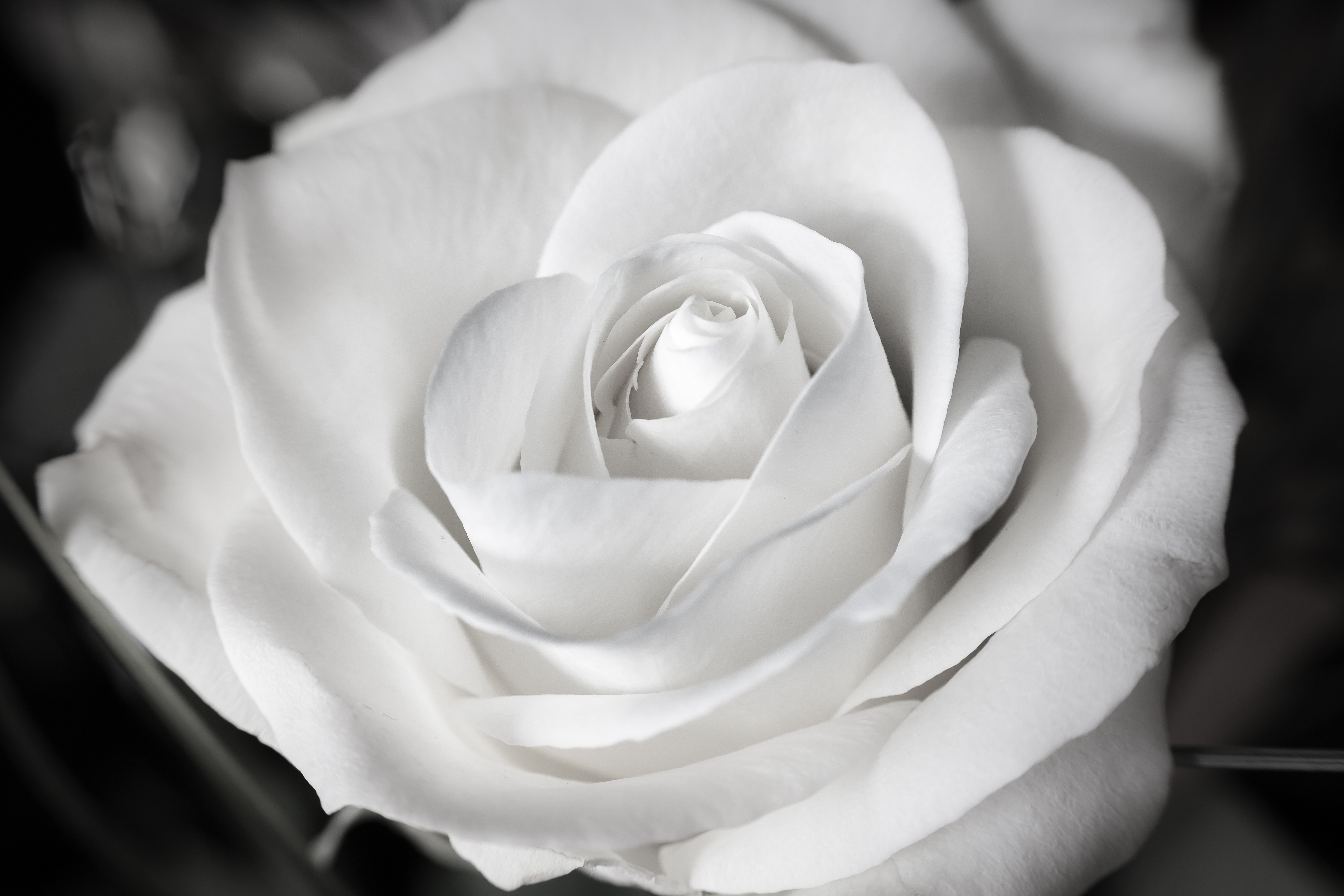 Бутон белой розы крупным планом