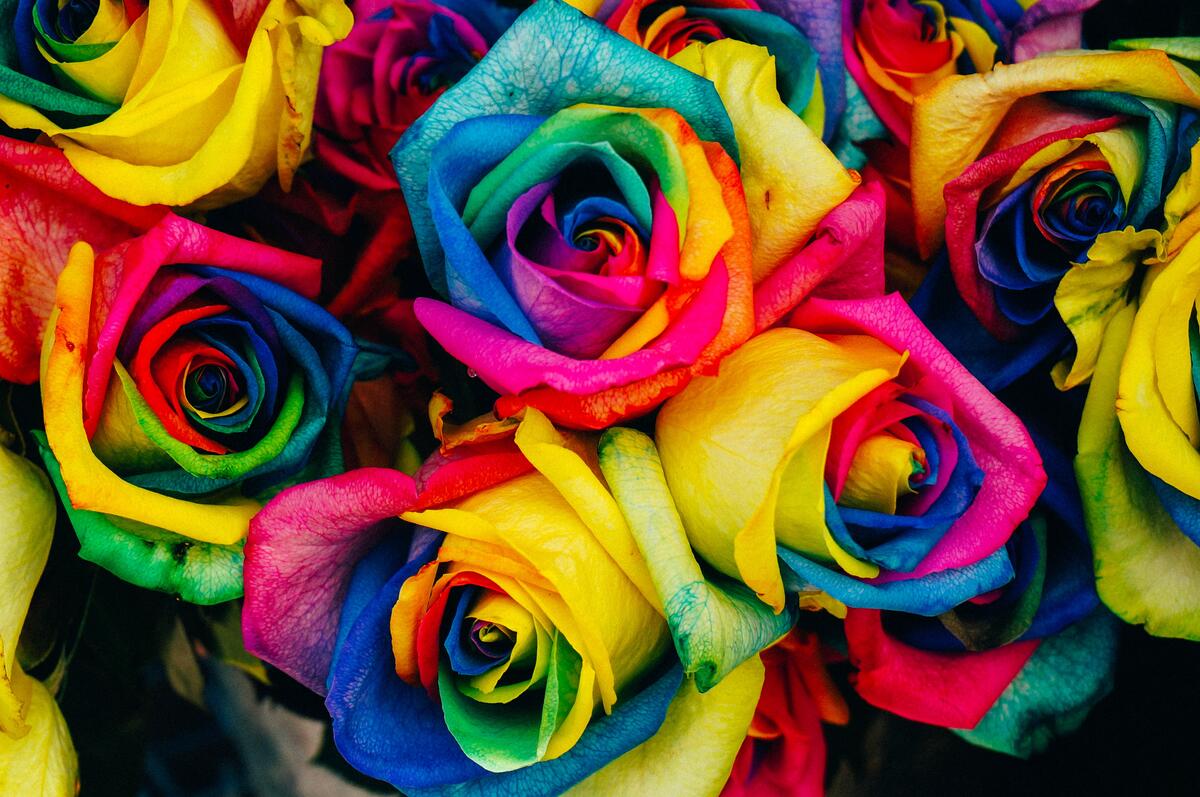 A picture of colorful roses