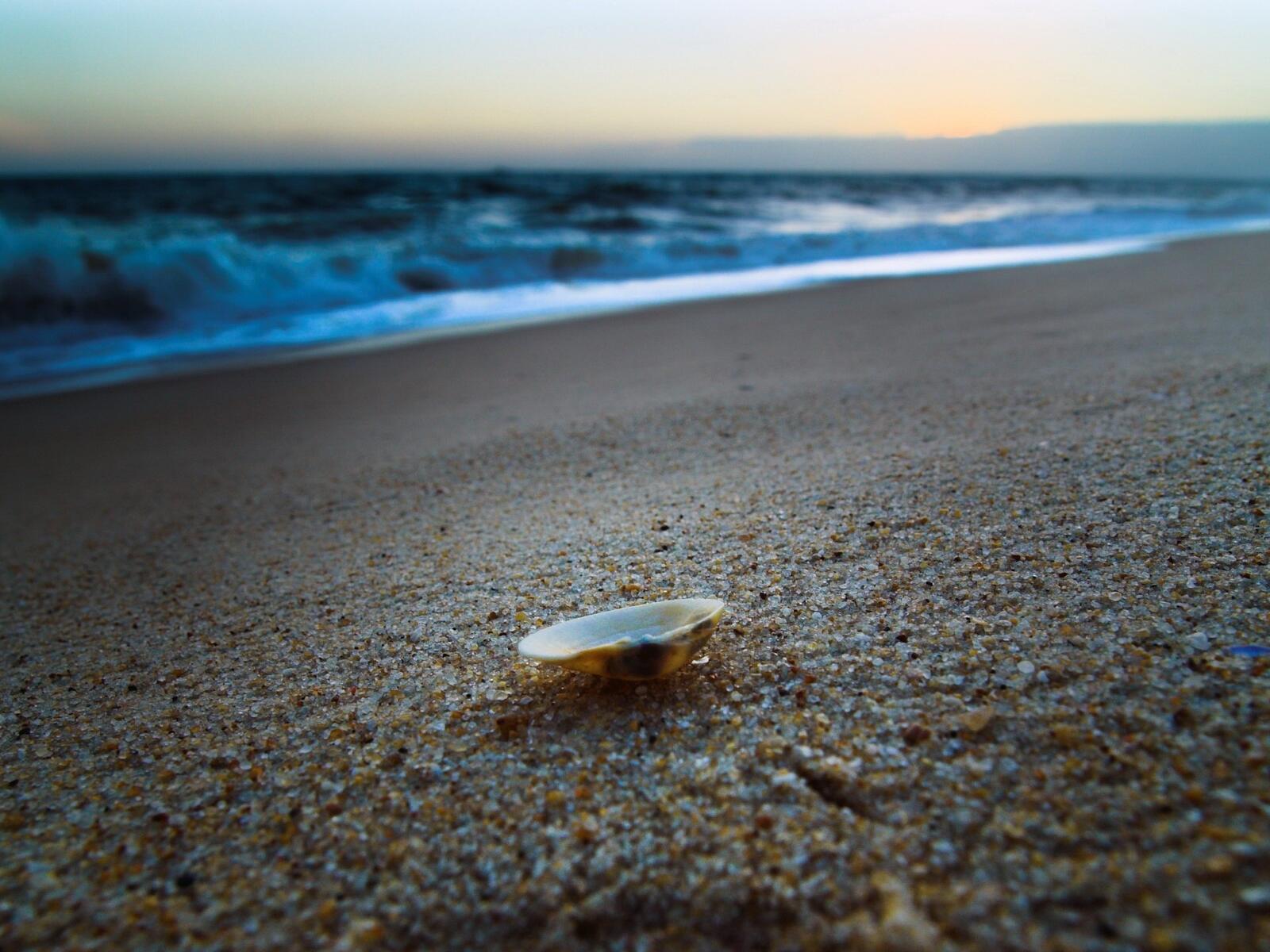 Free photo A picture of a seashell on a sandy coastline