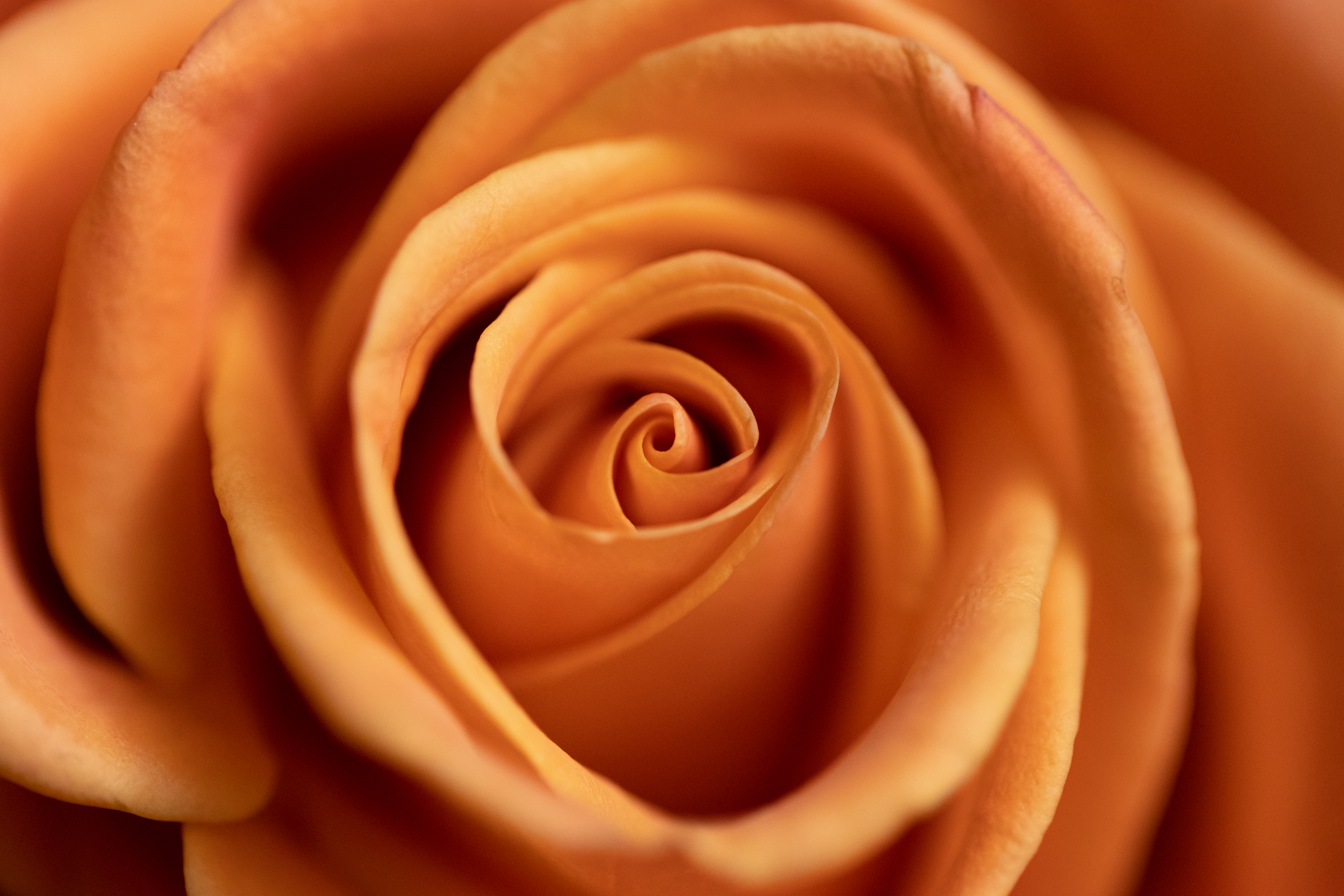 Free photo An orange rosebud instead of a background